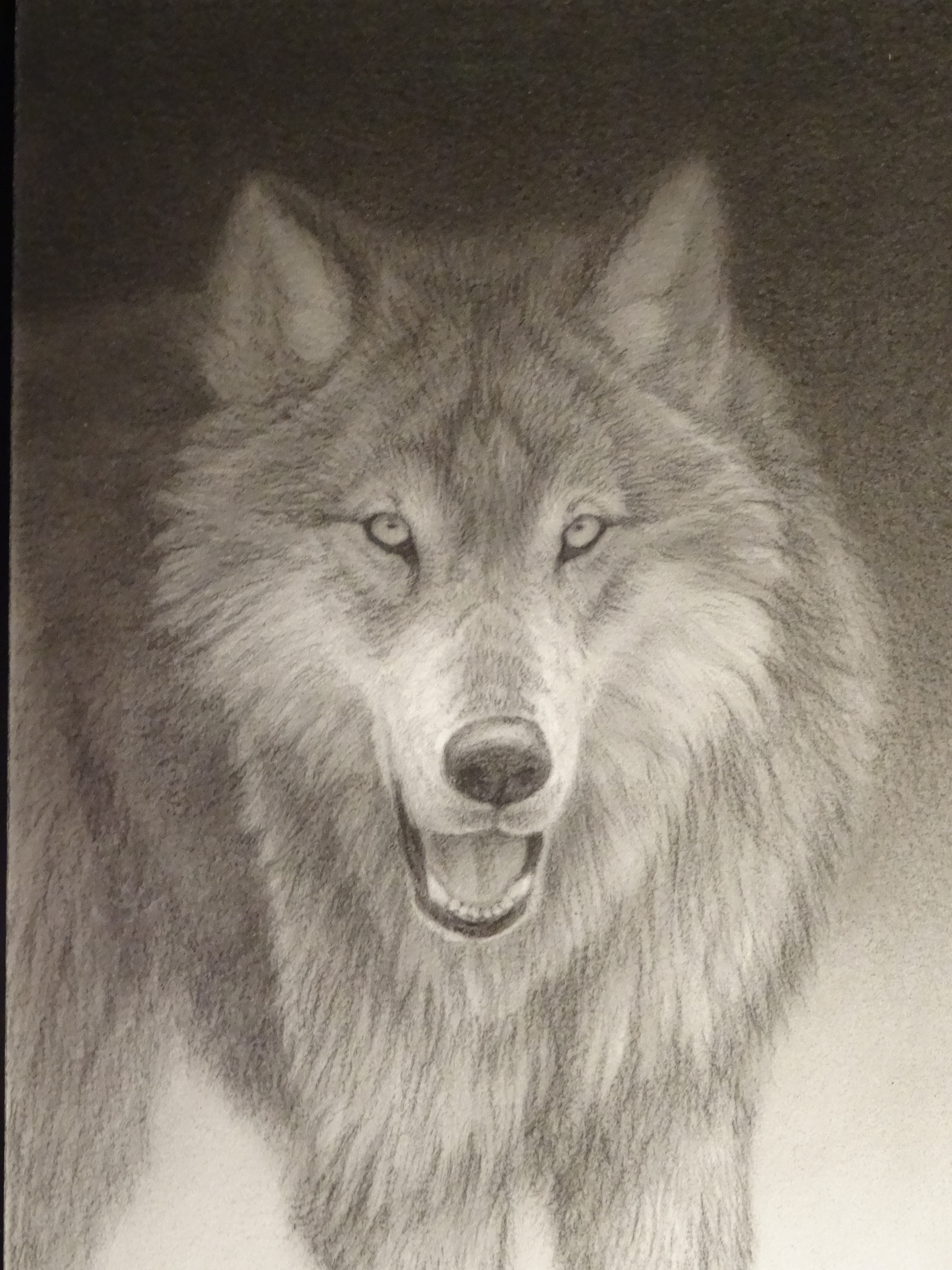 Wolf (2)